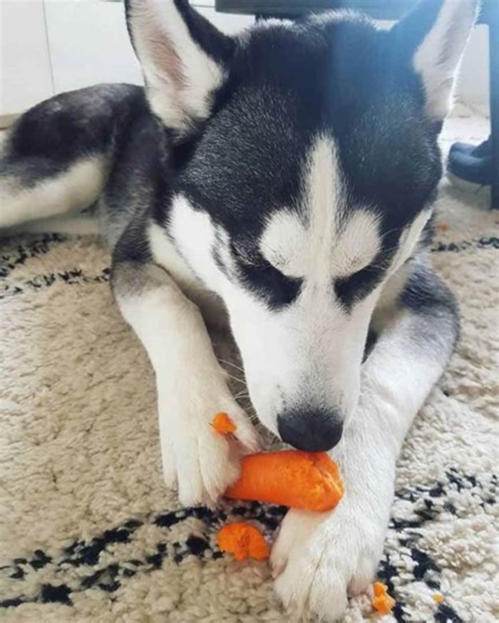 Can I feed my husky raw carrots?