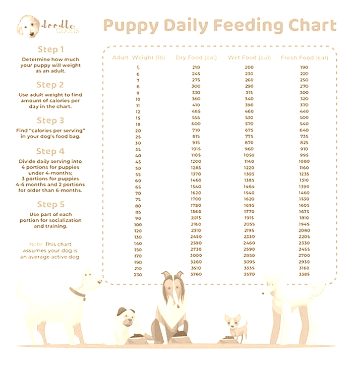 Can I feed my overweight dog once a day?