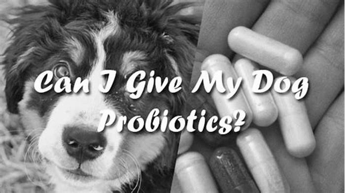 Can I give my dog 2 probiotics a day?