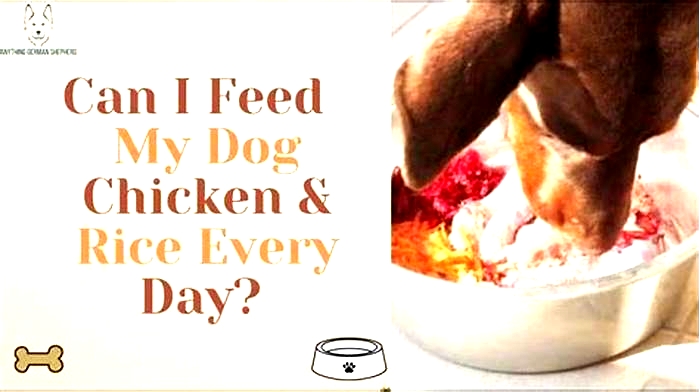 Can I give my dog chicken and rice every day