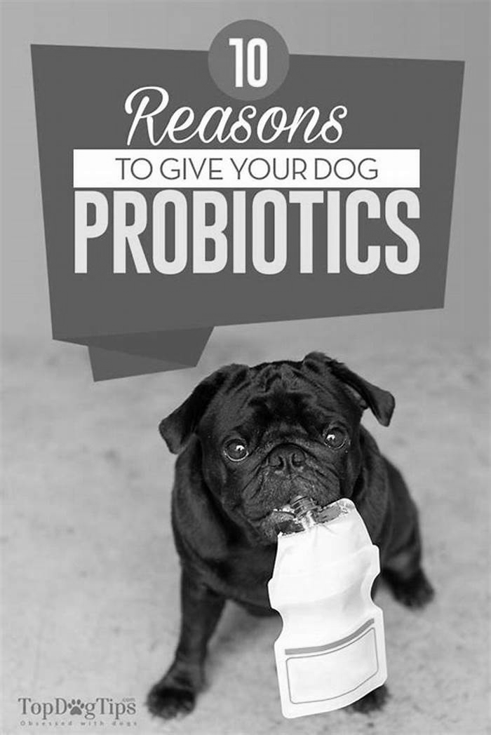 Can I give my dog probiotics everyday