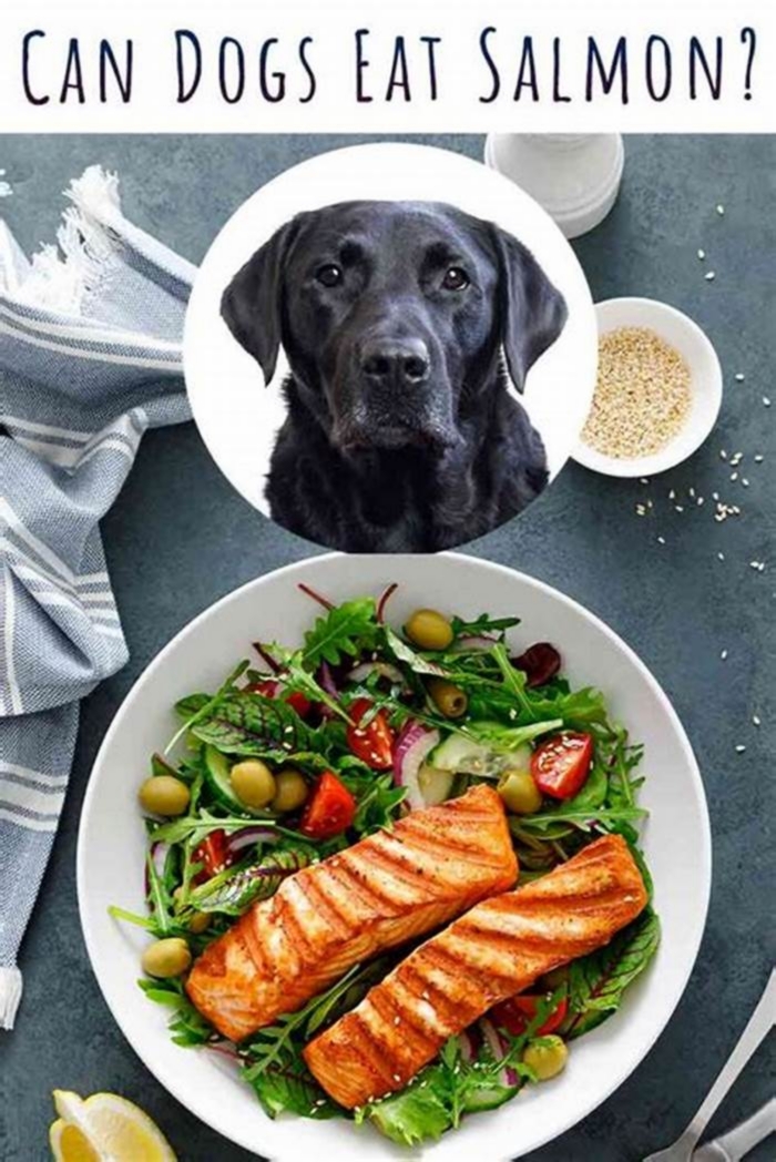 Can I give my dog salmon everyday?