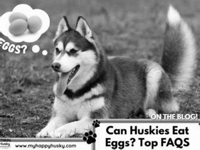 Can I give my husky eggs everyday