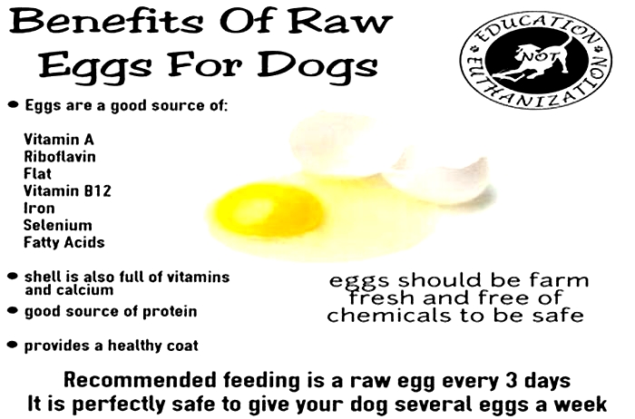 Can I mix an egg with my dogs food everyday?