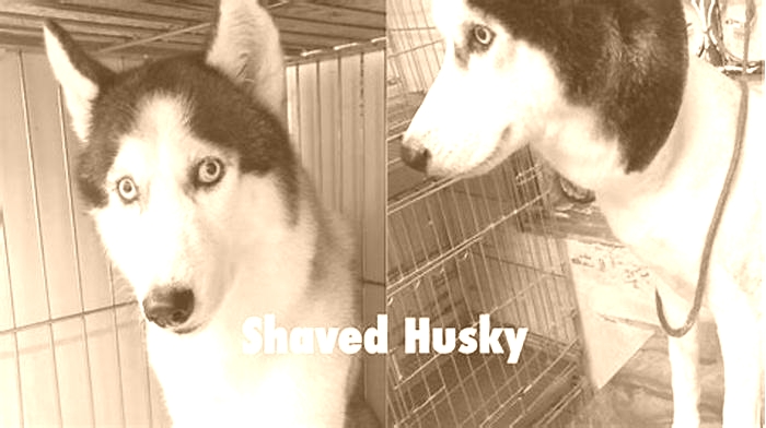 Can I shave my Huskies belly?