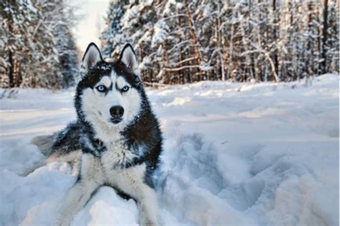 Can a Husky live for 20 years