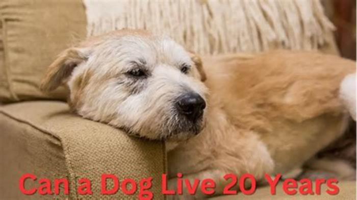 Can a dog live 20 years?