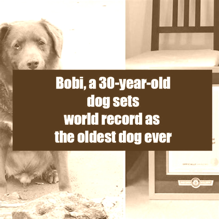 Can a dog live 30 years?