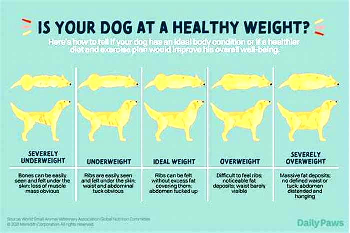 Can a dog lose weight in 2 weeks?