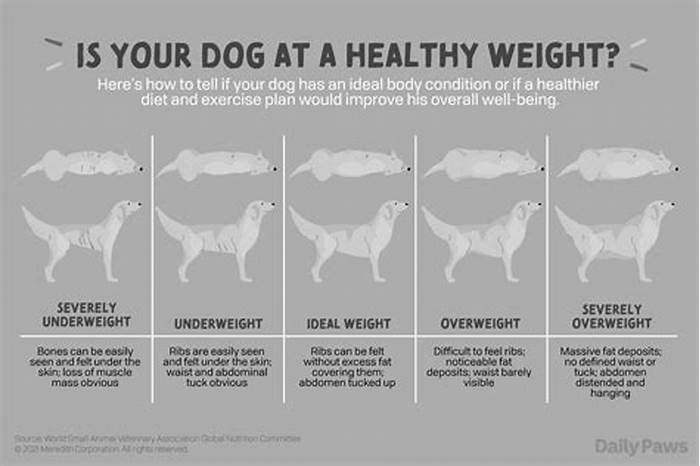 Can a dog lose weight in 4 days?