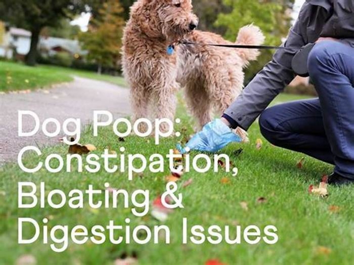 Can a dog still poop with bloat