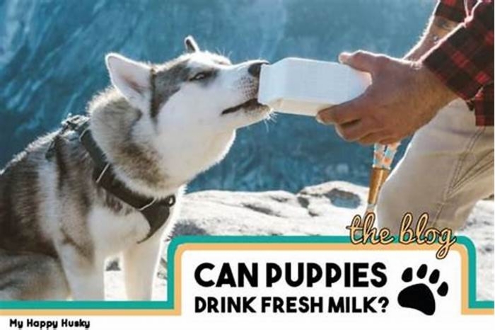 Can a husky drink milk