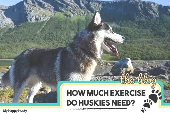 Can a husky get too much exercise?