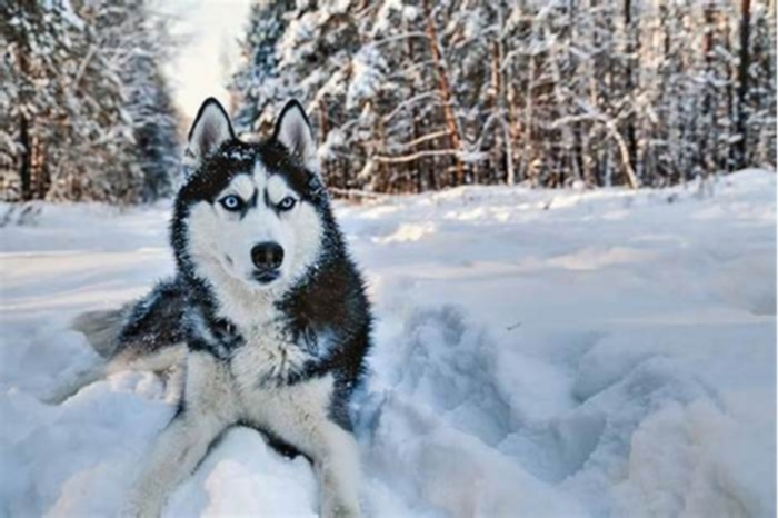 Can a husky live 15 years?