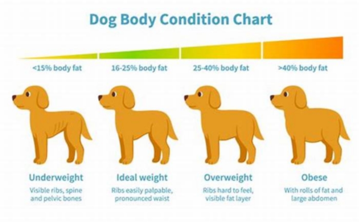 Can an overweight dog lose weight