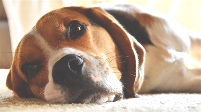 Can beagles get bloat?