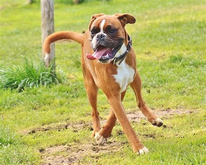 Can boxers go on long walks?