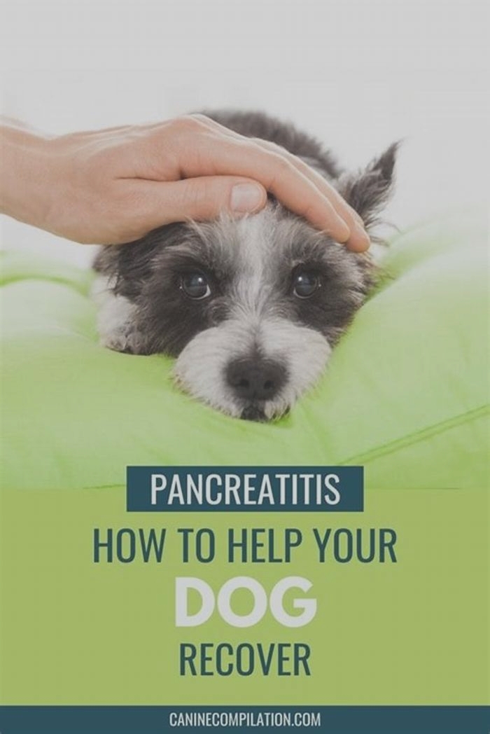 Can bread give a dog pancreatitis