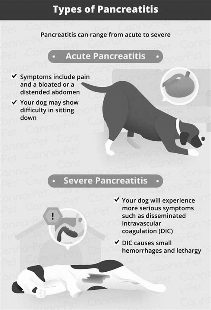 Can dog with pancreatitis have treats