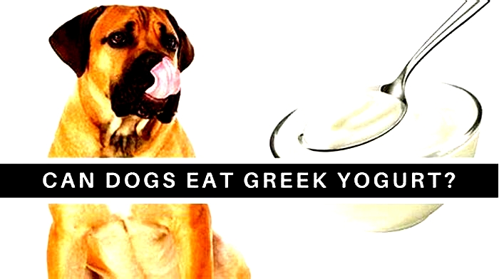 Can dogs eat Greek yogurt every day