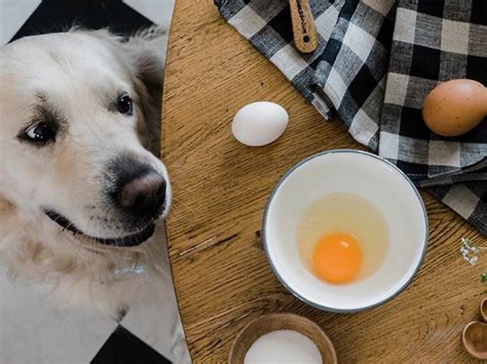 Can dogs eat eggs and chicken everyday?