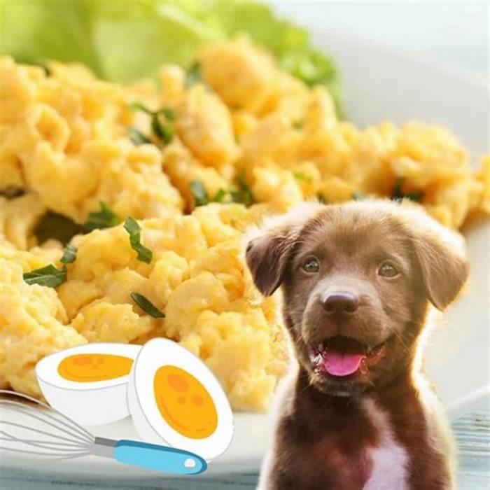 Can dogs eat scrambled eggs every day