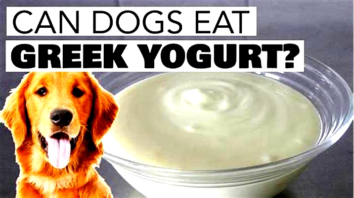 Can dogs have Greek yogurt?