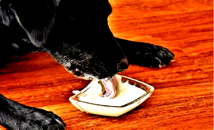 Can dogs have yogurt?