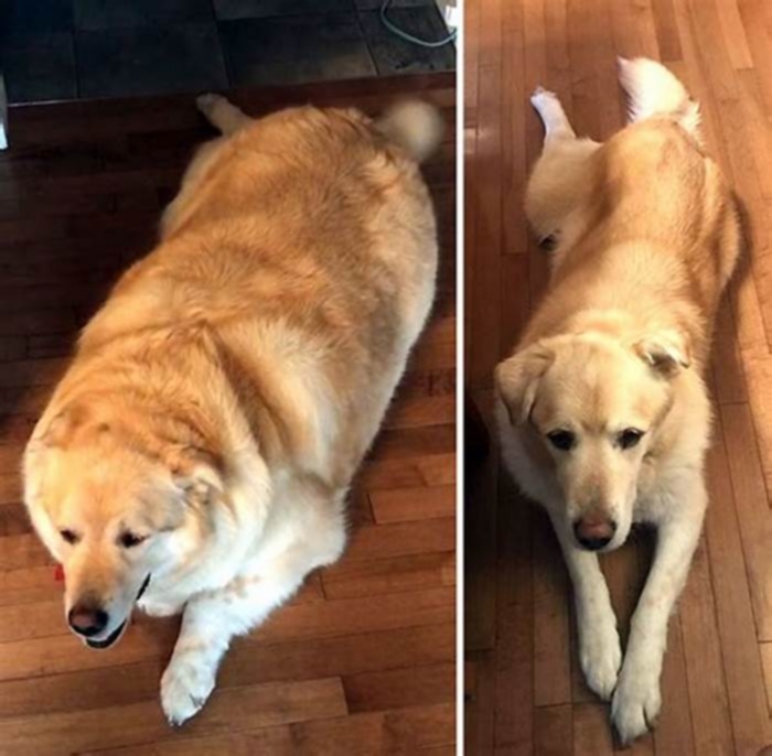 Can dogs lose weight rapidly