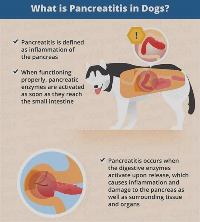 Can dry dog food cause pancreatitis?