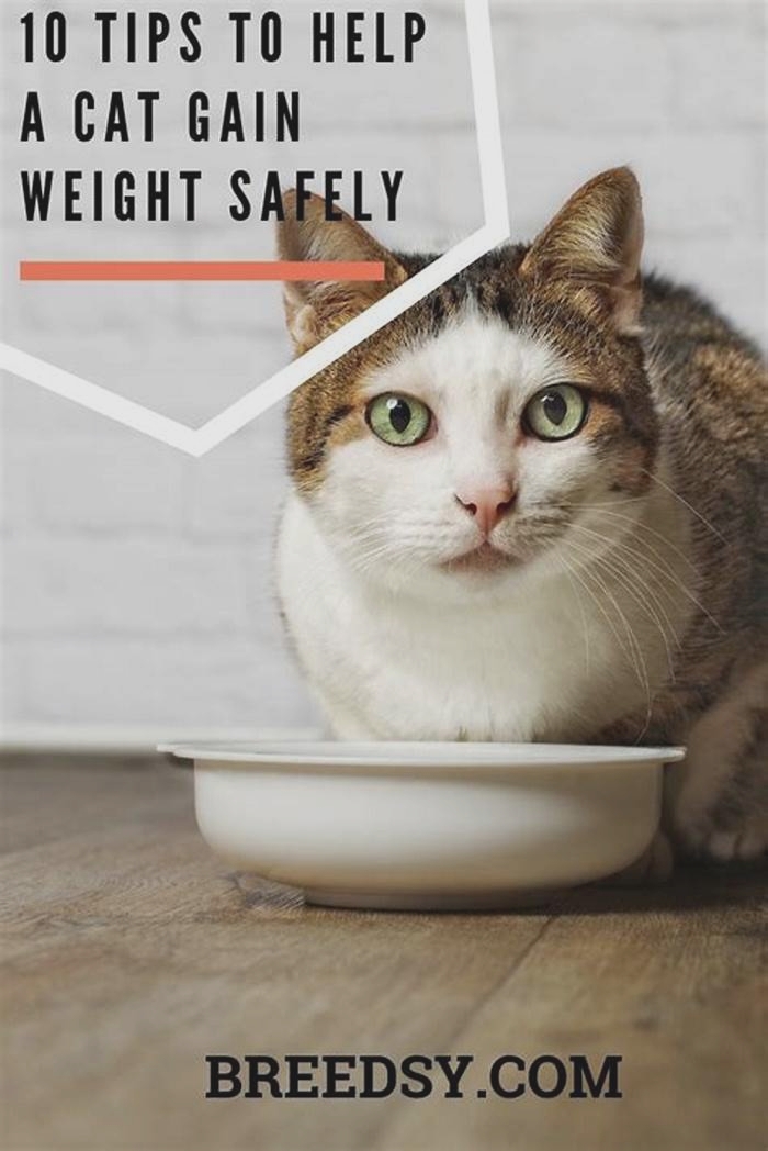 Can eggs help a cat gain weight?