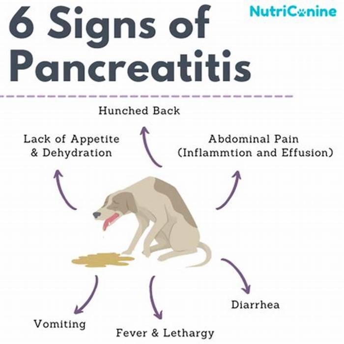 Can fatty foods cause pancreatitis in dogs