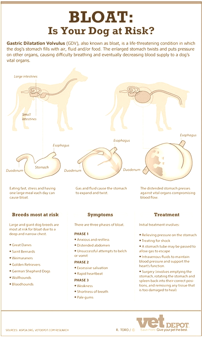 Can food cause bloat in dogs?