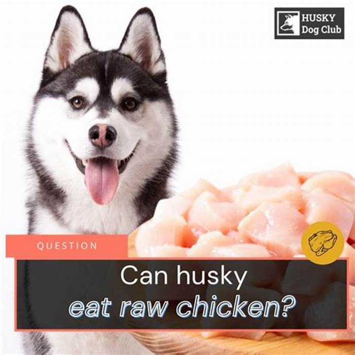 Can huskies eat chicken