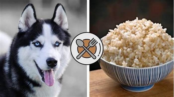 Can huskies eat rice