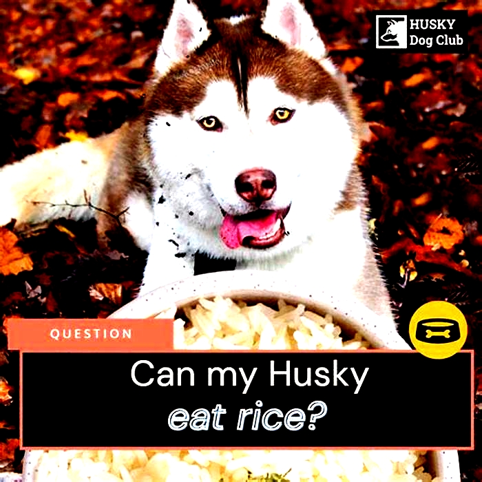 Can husky eat rice everyday?