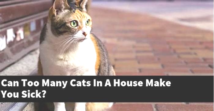 Can living with too many cats make you sick