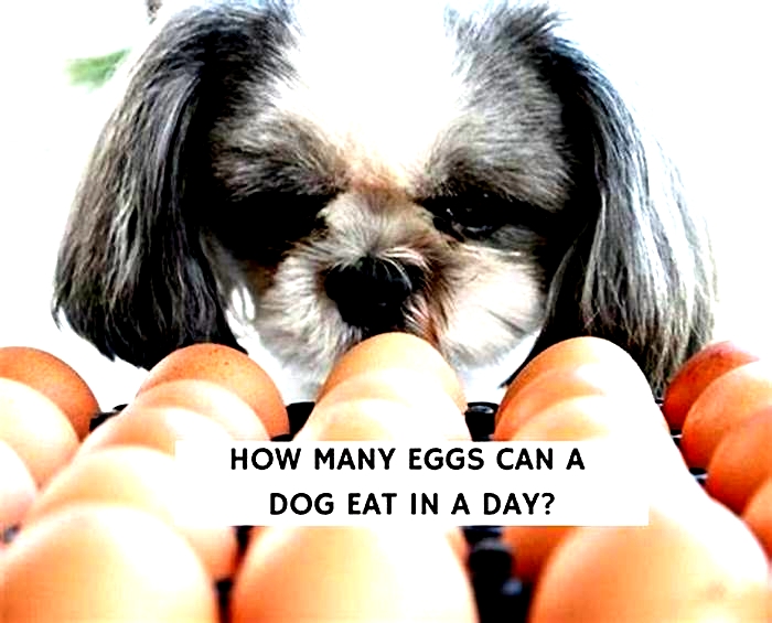 Can my dog eat 2 eggs a day?