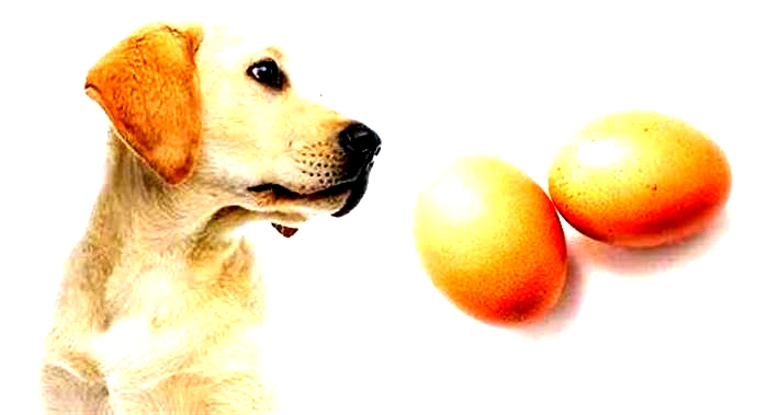 Can my dog eat boiled eggs everyday?