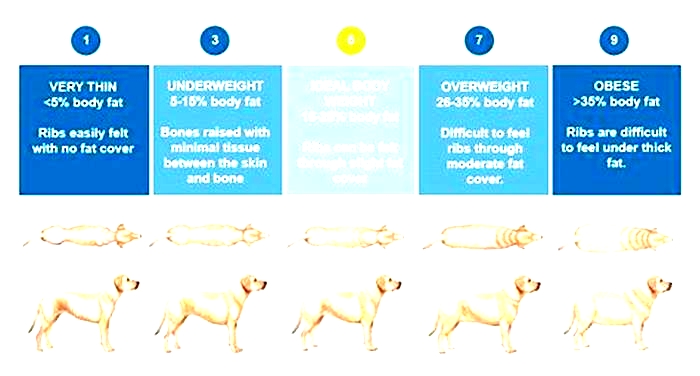 Can overweight dogs live long?