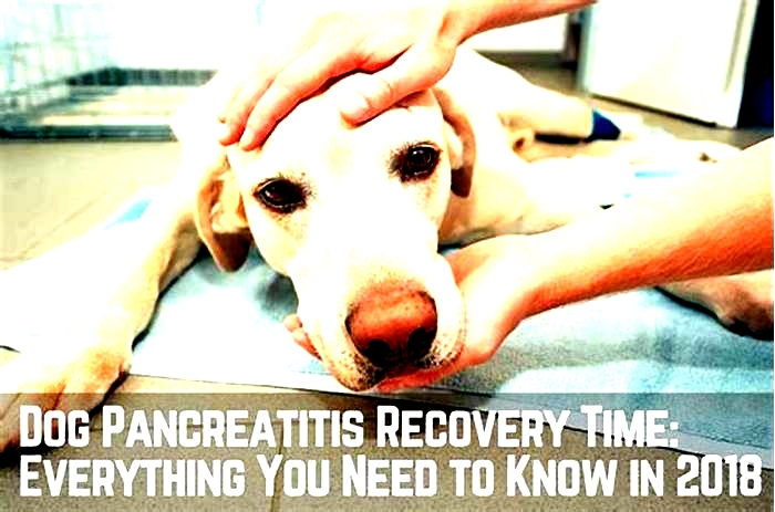 Can too many treats cause pancreatitis in dogs?