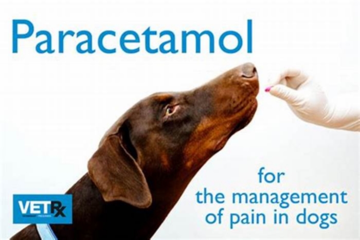 Can we give paracetamol to dogs