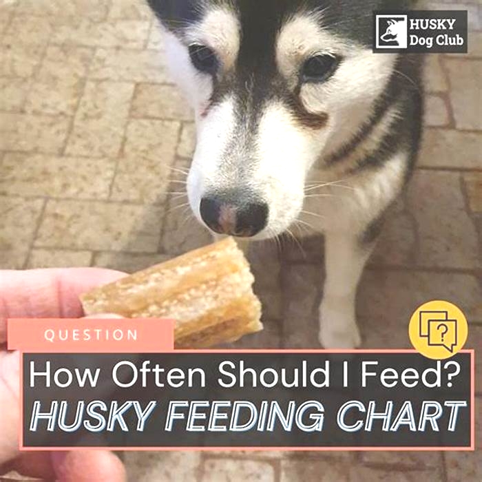 Can you over feed a Husky?