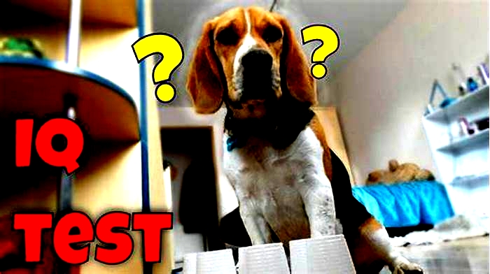 Do Beagles have a high IQ?