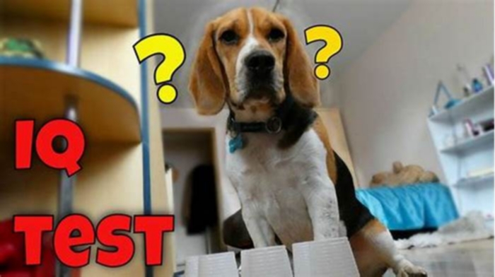 Do Beagles have low IQ