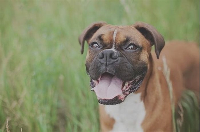 Do Boxer dogs feel pain