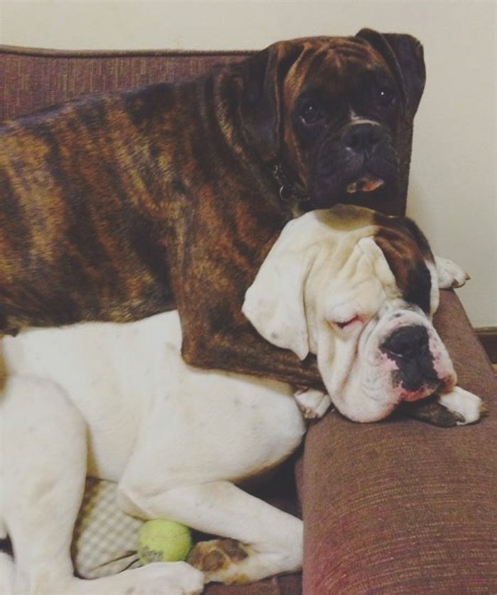 Do Boxer dogs like to be hugged?