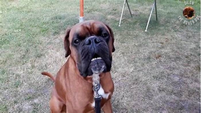 Do Boxer dogs love their owners