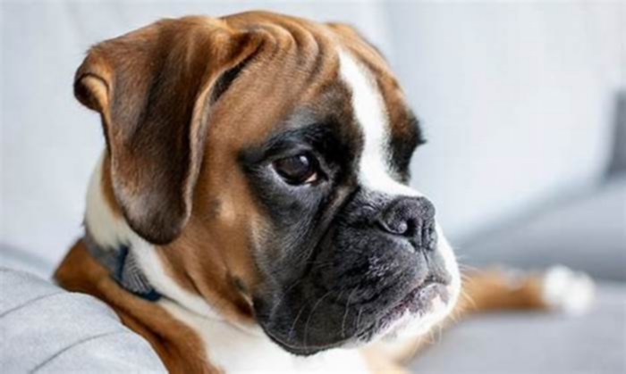 Do Boxers have health issues?