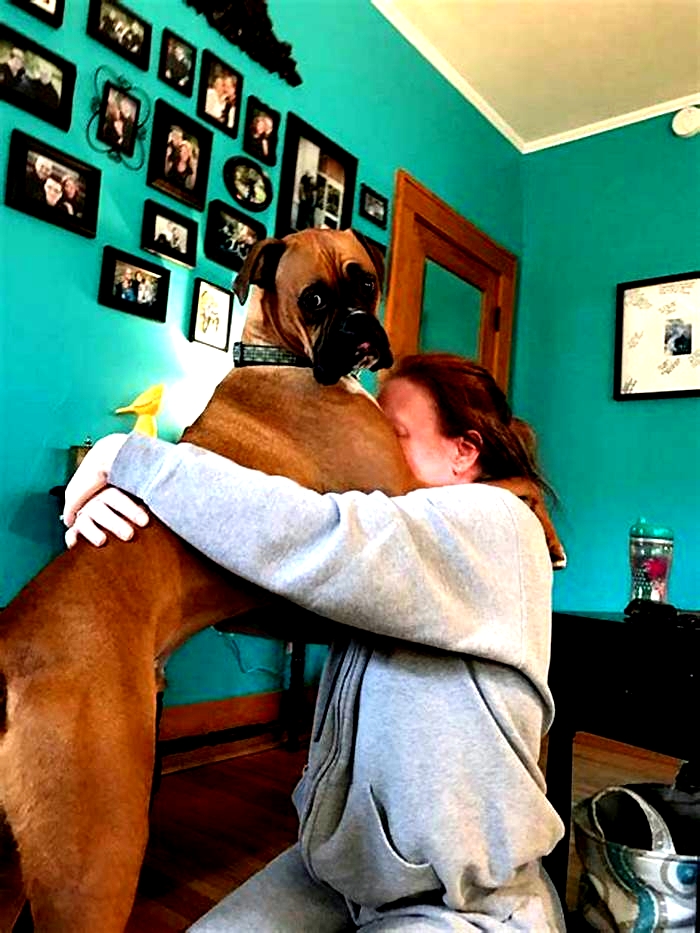 Do Boxers like to be hugged